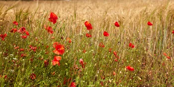 Poppies wheat.jpg